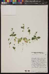 Draba cuneifolia image