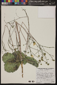 Atrichoseris platyphylla image