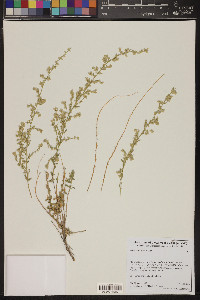 Artemisia bigelovii image