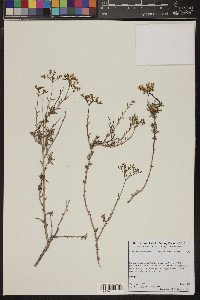 Eriogonum microthecum var. simpsonii image