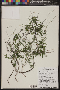 Cottsia gracilis image