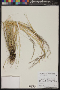 Muhlenbergia pauciflora image