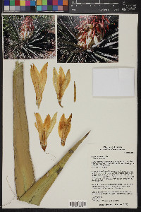 Yucca baccata image