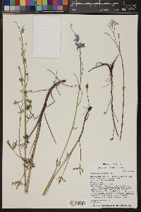 Delphinium parishii image