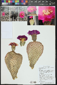 Opuntia basilaris image