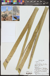 Nolina bigelovii image