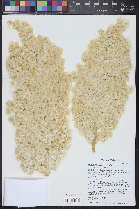 Nolina bigelovii image