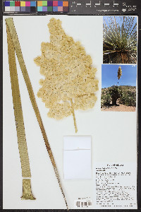Nolina bigelovii image