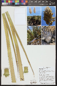 Nolina bigelovii image