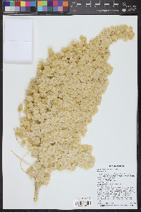 Nolina bigelovii image