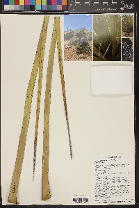 Nolina bigelovii image
