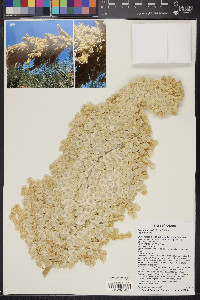 Nolina bigelovii image