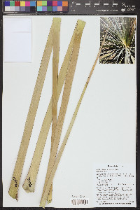 Nolina bigelovii image