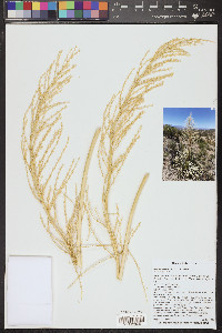 Nolina bigelovii image