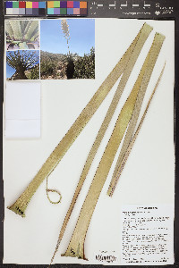 Nolina bigelovii image