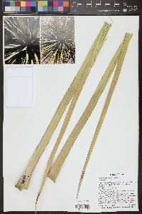 Nolina bigelovii image