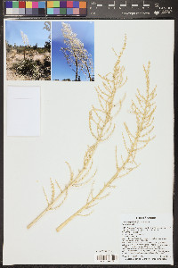 Nolina bigelovii image