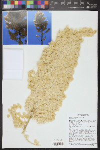 Nolina bigelovii image