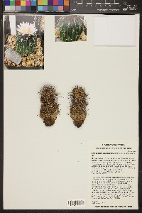Stenocactus phyllacanthus image