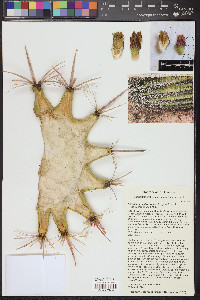 Ferocactus cylindraceus image