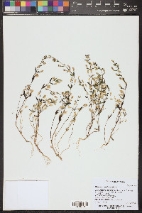 Erythranthe rubella image