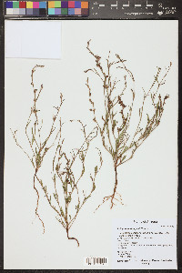 Polygonum douglasii image