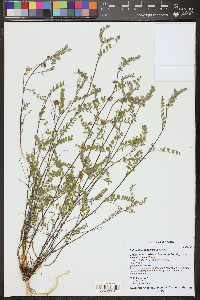 Astragalus subcinereus image
