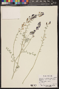 Astragalus lentiginosus var. variabilis image