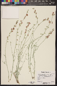 Sphaeralcea leptophylla image