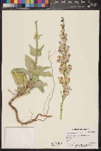 Penstemon palmeri image