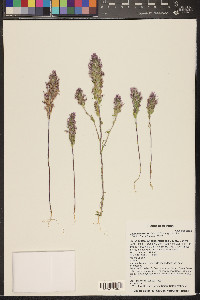 Castilleja exserta image