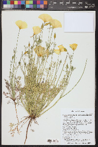 Eschscholzia californica subsp. mexicana image