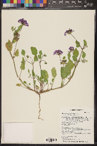 Abronia angustifolia image