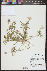 Oenothera californica image