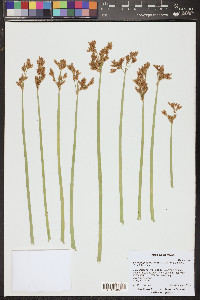 Schoenoplectus acutus image