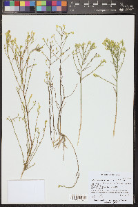Gutierrezia californica image