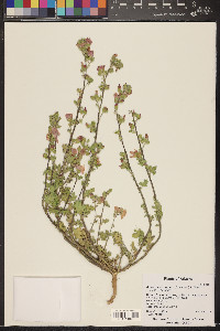 Sphaeralcea coulteri image