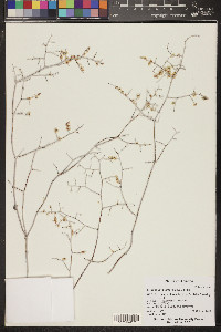 Eriogonum plumatella image