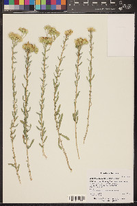 Isocoma acradenia image