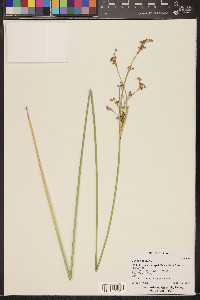 Juncus acutus image