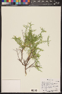 Rhinotropis acanthoclada image