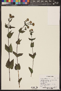 Aldama cordifolia image