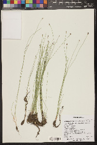Eleocharis quinqueflora image