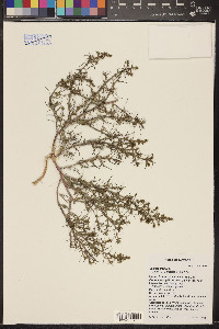 Salsola tragus image