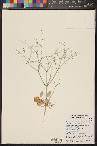 Eriogonum cernuum image