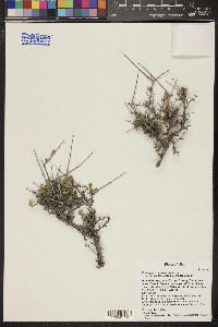 Coleogyne ramosissima image