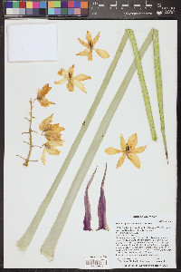 Hesperoyucca whipplei image