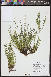 Scutellaria potosina var. tessellata image
