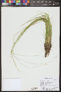 Carex interior image