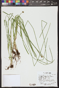 Carex pachystachya image